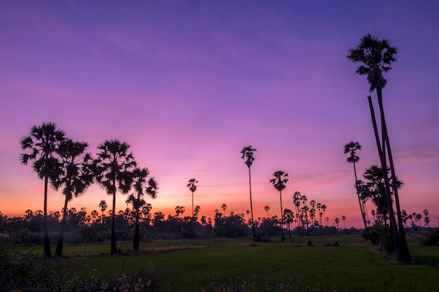 Silhouet suiker palmbomen op rijstveld in Thailand bij zonsondergang