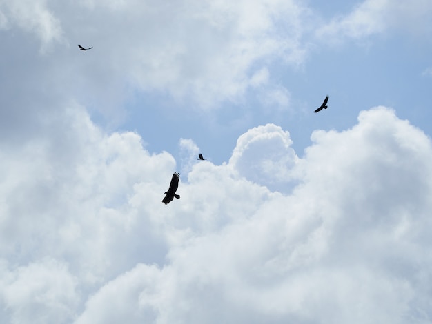 Silhouet van adelaars die onder wolken in de hemel vliegen