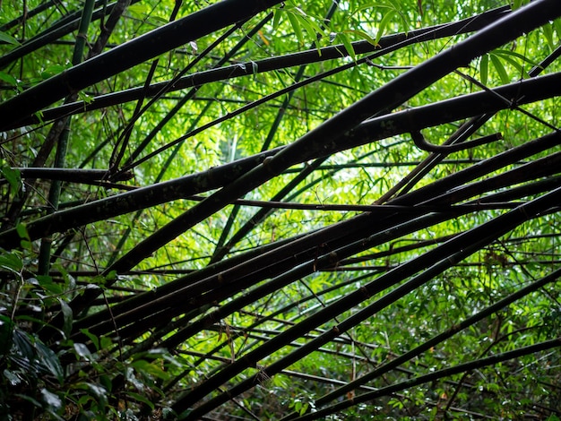 Silhouet van bamboe in regenwoud
