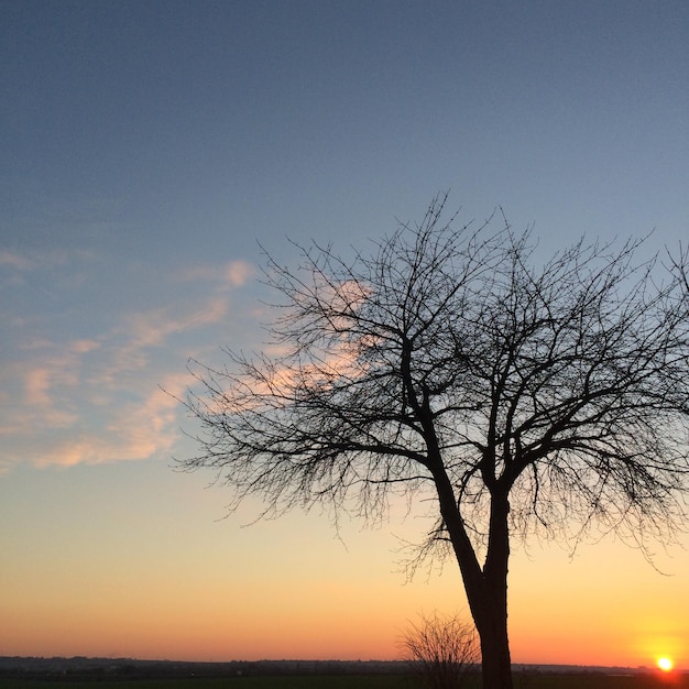 Silhouet van bomen bij zonsondergang