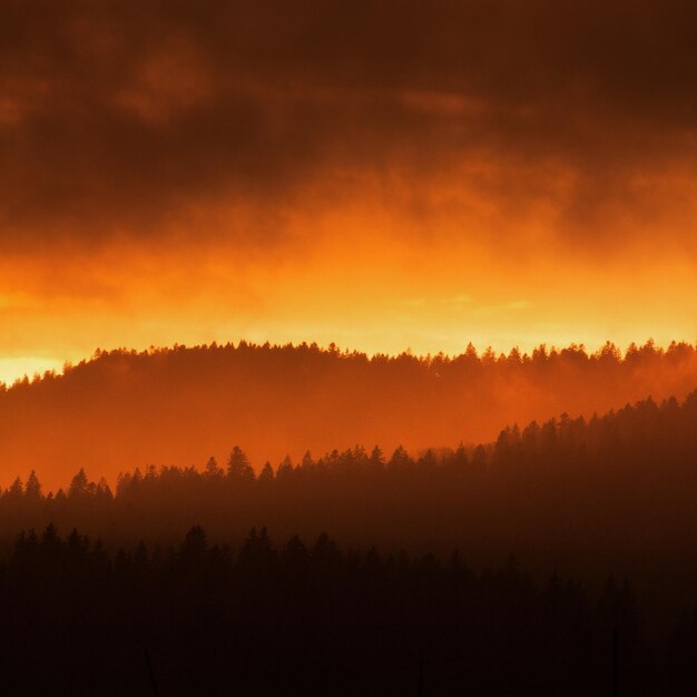 Foto silhouet van bomen bij zonsondergang