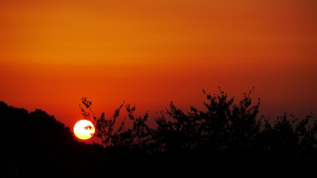 Silhouet van bomen bij zonsondergang