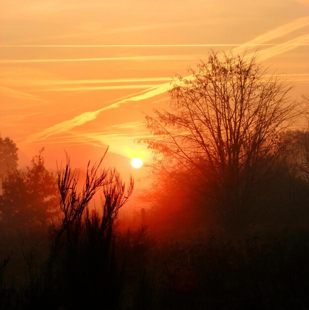 Silhouet van bomen bij zonsondergang