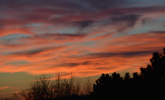 Foto silhouet van bomen bij zonsondergang