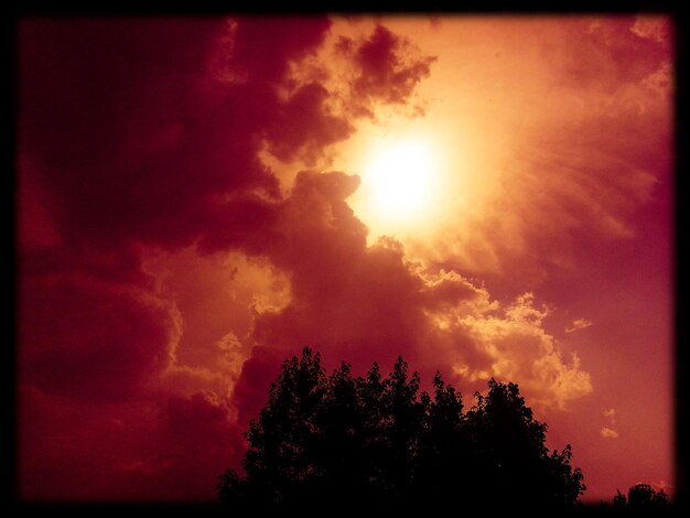 Foto silhouet van bomen bij zonsondergang