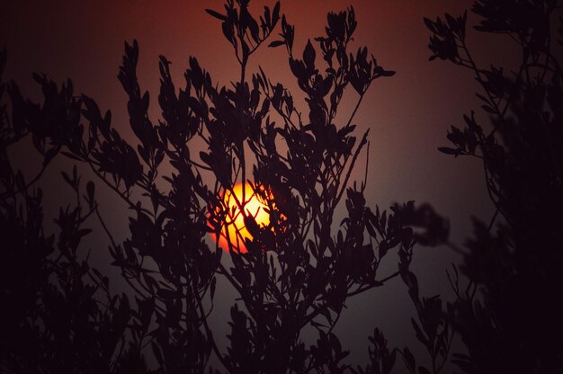 Foto silhouet van bomen bij zonsondergang