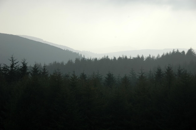 Foto silhouet van bomen en heuvels