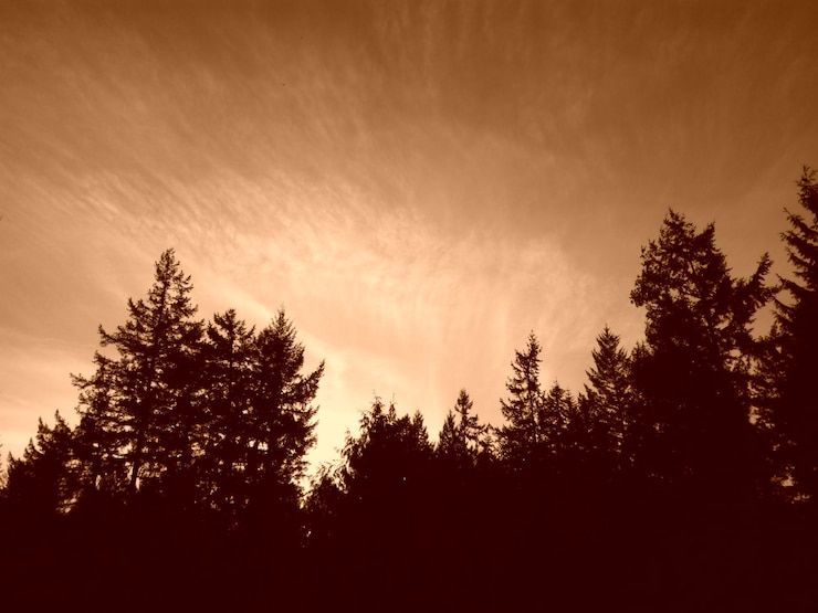 Foto silhouet van bomen tegen de hemel bij zonsondergang