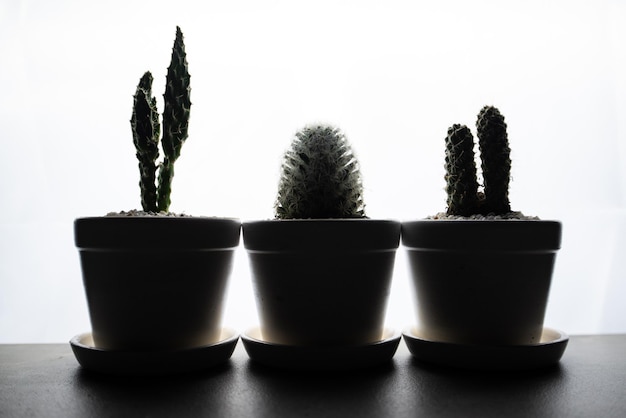 Silhouet van de cactus in huis Kleine cactus Op de vloer in het donker