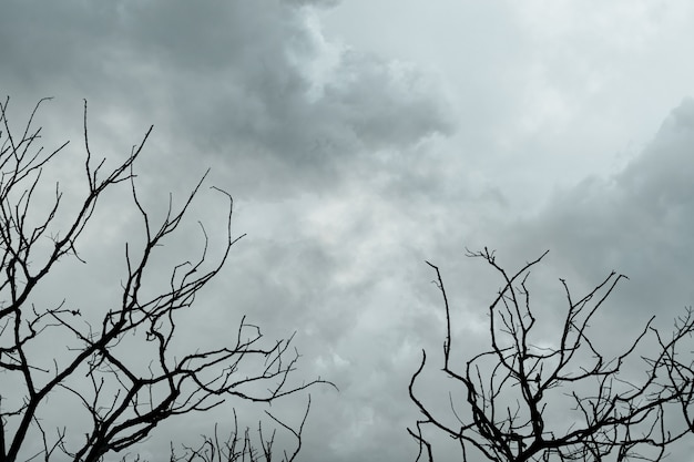 Silhouet van dode bomen op donkere dramatische hemel en grijze wolken
