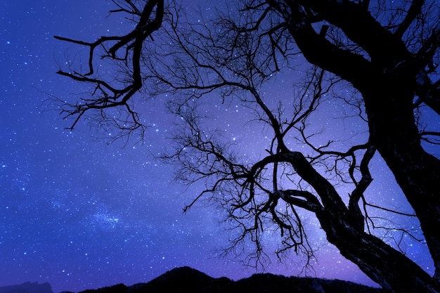 Silhouet van droge boom 's nachts met sterrenhemel achtergrond