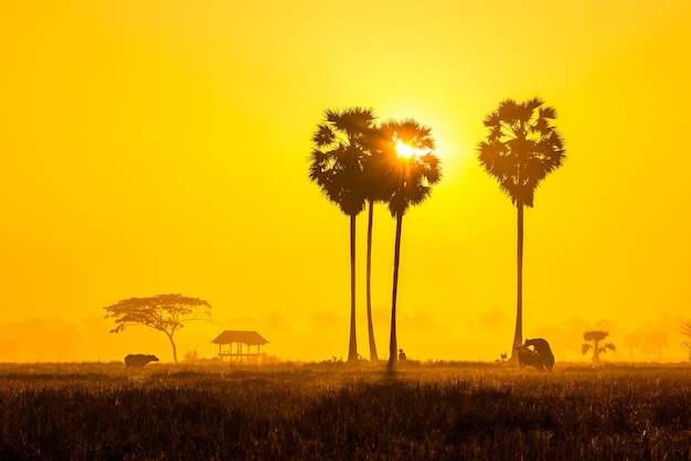 silhouet van een boer met een buffel in de ochtend