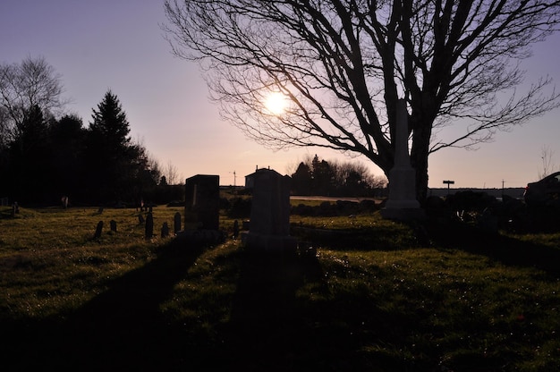 Foto silhouet van een boom bij zonsondergang