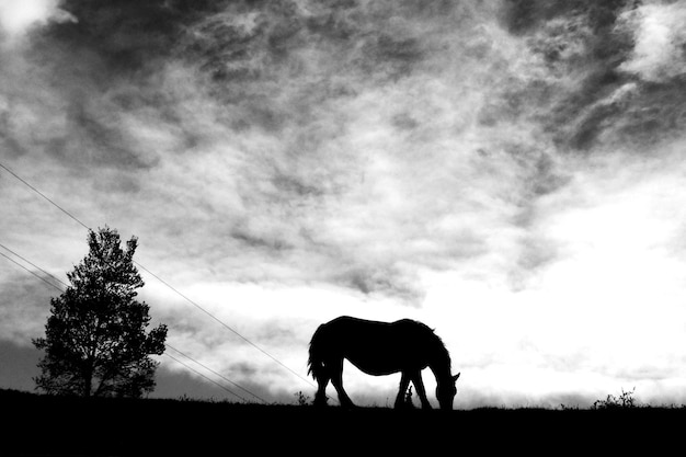 Foto silhouet van een graaiend paard