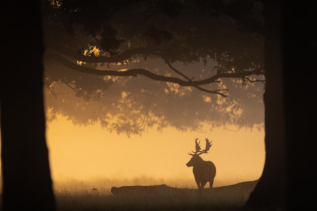 Silhouet van een hert met hoorns tijdens de oranje zonsondergang