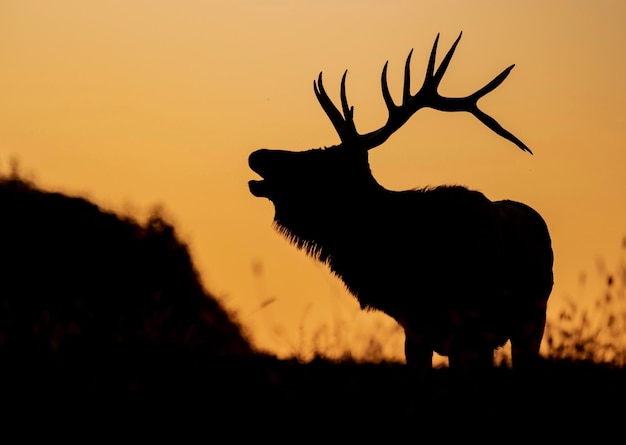 Foto silhouet van een hert op het veld bij zonsondergang