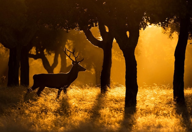 Silhouet van een hert op het veld bij zonsondergang