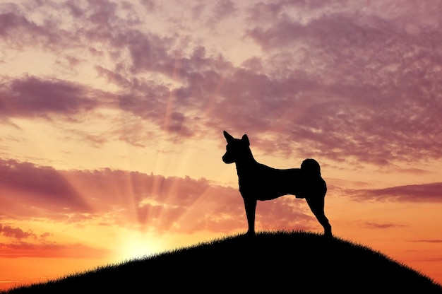 Silhouet van een hond bovenop die in de verte staart tegen de zonsondergang