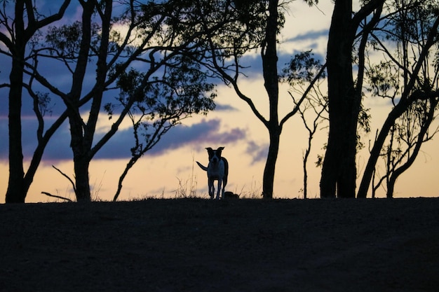 Silhouet van een hond die bij zonsondergang door een park rent