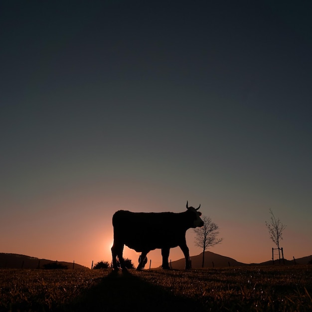 Silhouet van een koe die graast in de weide en de achtergrond van de zonsondergang