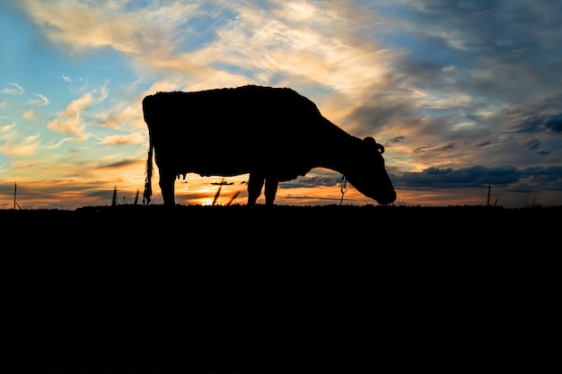 Silhouet van een koe tegen de blauwe hemel en avond zonsondergang
