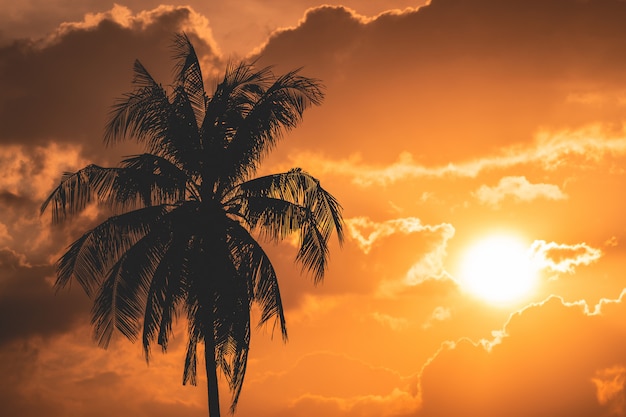 Silhouet van een kokospalm met zonsondergangachtergrond