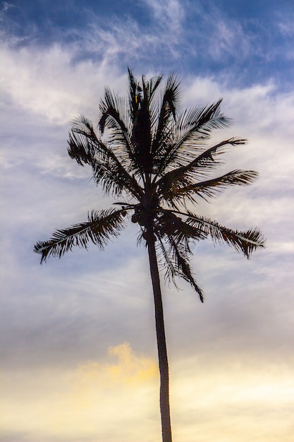 Silhouet van een kokospalm op Ipanema Beach.