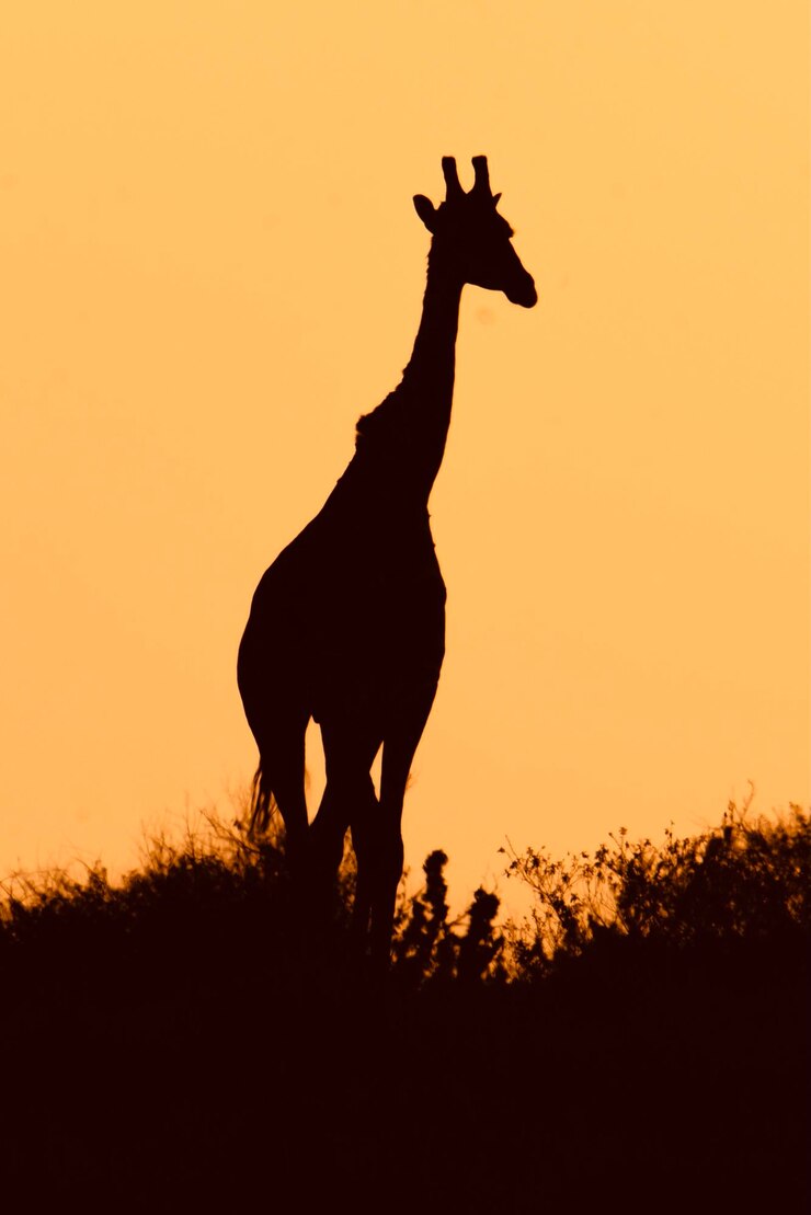 Foto silhouet van een man die op het veld staat tegen een oranje hemel