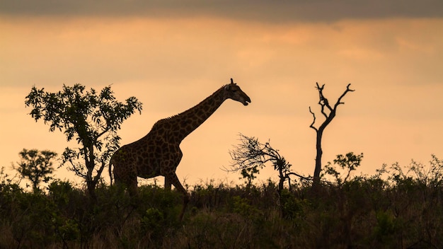 Silhouet van een paard op het veld tegen de lucht