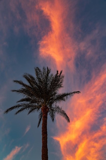 Silhouet van een palmboom tegen dramatische kleurrijke wolken bij zonsondergang dahab egypte