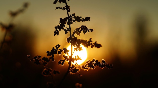 Foto silhouet van een plant tegen de hemel bij zonsondergang