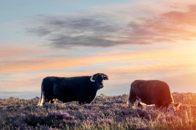 Silhouet van een stier en een koe in zonsondergang