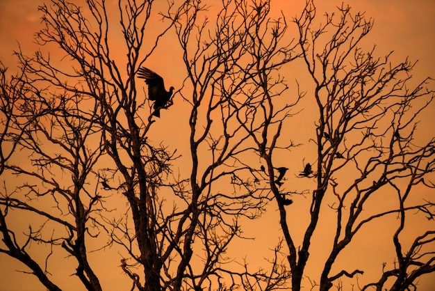 Silhouet van een vogel die op bladloze boomtak landt tijdens prachtige zonsondergang in Jalapao National Park, in de staat Tocantins, Brazilië