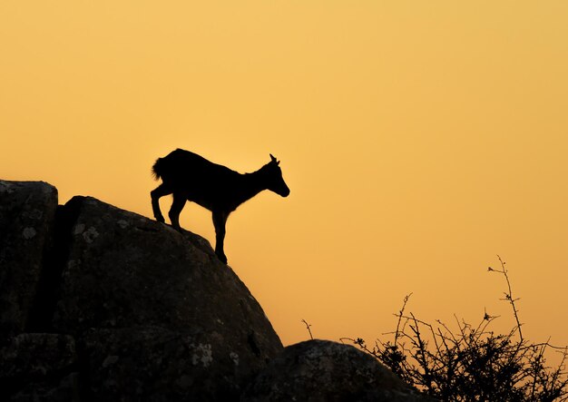 Silhouet van een vrouwelijke Iberische steenbok bij zonsondergang Capra pyrenaica hispanica in El Torcal Antequera