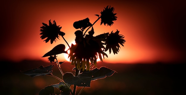 Silhouet van een zonnebloem op een zonsondergangachtergrond. Prachtig zomers landschap. Selectieve aandacht. Natuurlijke achtergrond of banner met plaats voor tekst.