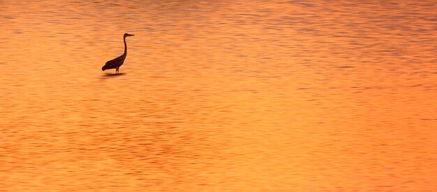 Silhouet van eenzame zilverreiger die foerageert in een breed meer met bewegingsonscherpte van het wateroppervlak bij zonsondergang