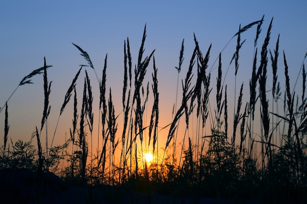 Silhouet van gras in een veld bij zonsondergang