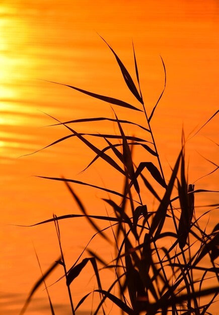 Foto silhouet van gras tegen de hemel bij zonsondergang