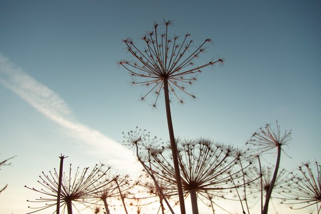 Silhouet van grasbloem onder blauwe hemel