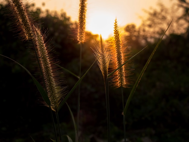 Silhouet van grasbloem tegen de zon in avond