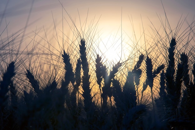 Silhouet van groeiende tarwe close-up op zonsondergang