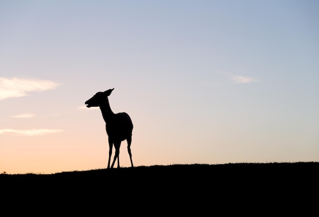 Silhouet van herten onder zonsondergang