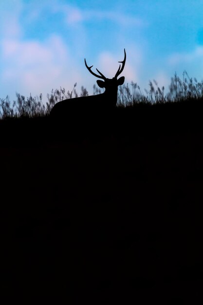 Foto silhouet van herten op het veld tegen de lucht