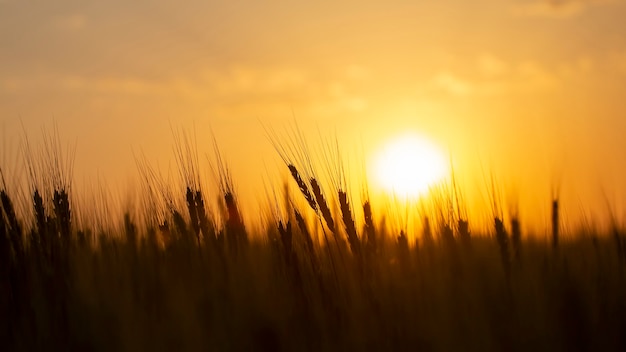 Silhouet van het kweken van tarwe tegen de achtergrond van een zonnige avondrood.