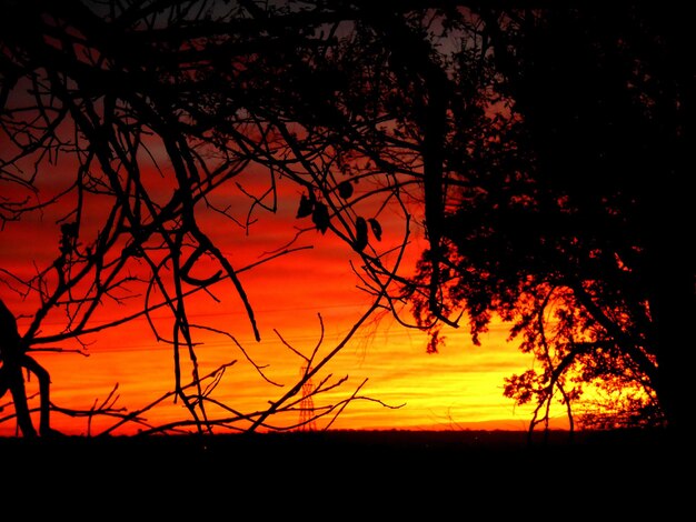 Silhouet van kale bomen bij zonsondergang