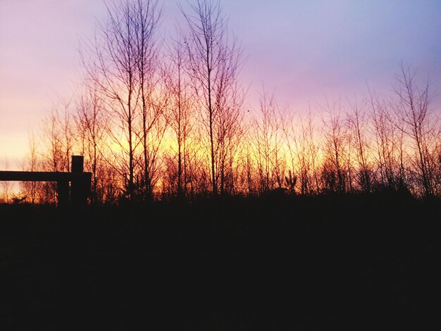 Silhouet van kale bomen bij zonsondergang