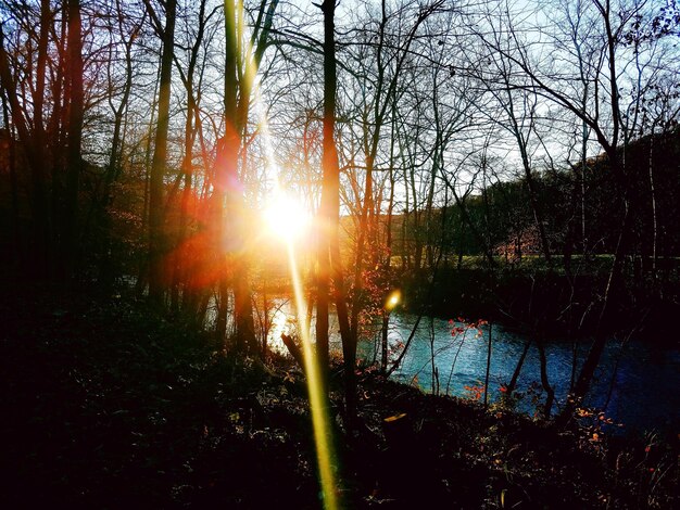 Foto silhouet van kale bomen in het meer bij zonsondergang