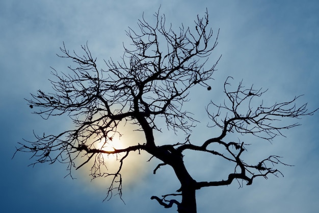 Silhouet van kale boom op bewolkte hemel