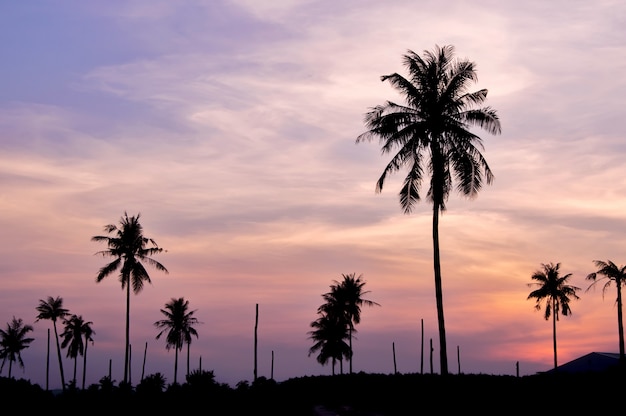 Silhouet van kokospalm met schemeringhemel