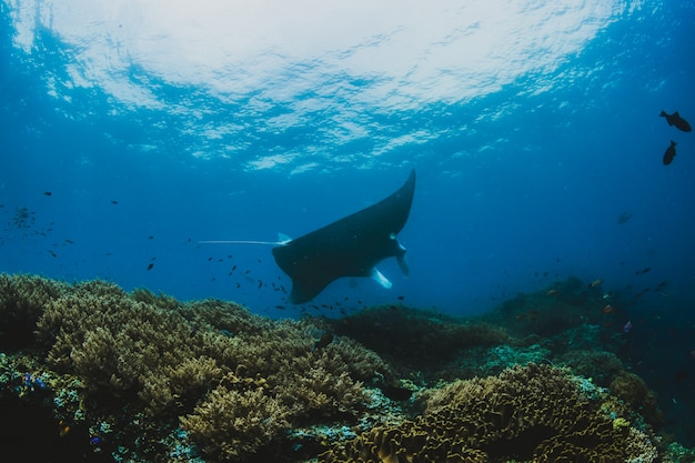 Silhouet van manta ray